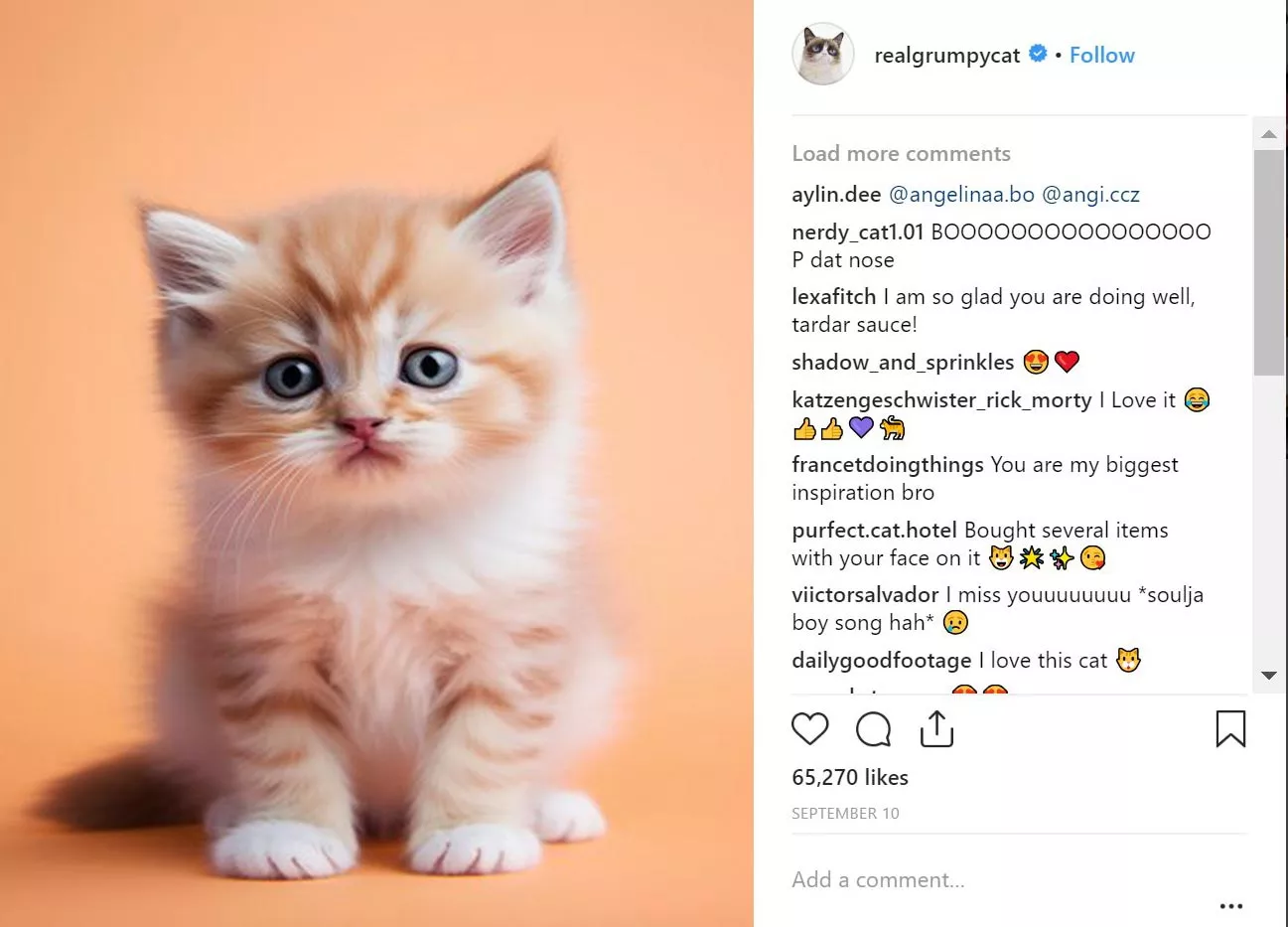 Cat Captions for Instagram