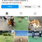 Stylish & attitude Instagram Bio For dog