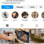best dog bio for instagram