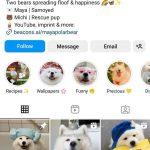how to write a dog bio on instagram