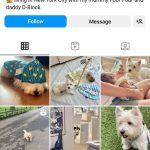 bio for dog instagram account