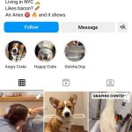 Pet Instagram bio